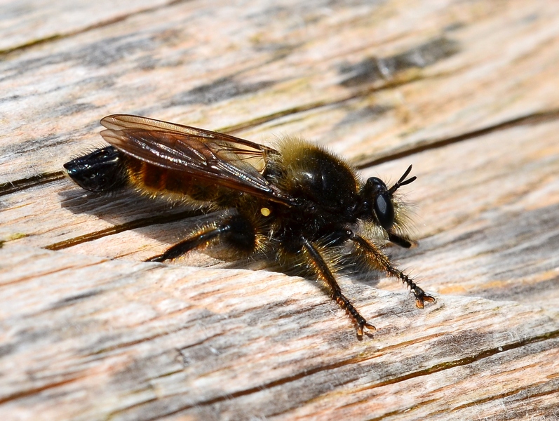 Asilidae Croato